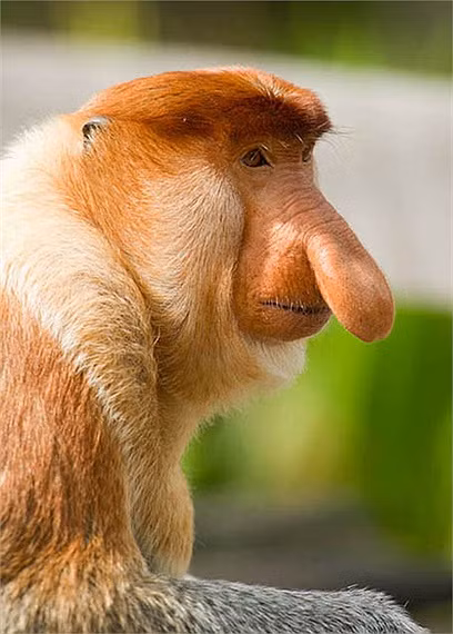 Khỉ mũi vòi cũng là loài động vật sở hữu chiếc mũi siêu to và nhìn rất hài. Ảnh: tinmoitruong.