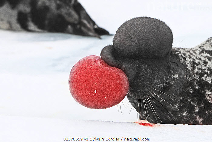 Để gây sự chú ý và thu hút bạn tình, hải cẩu đực sẽ ngay lập tức thổi phồng chiếc túi màu đỏ trong mũi mình lên và rung mũi. Ảnh: naturepl.