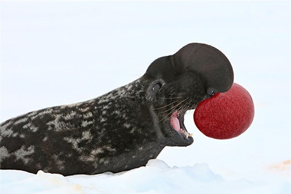 Hải cẩu Cystophora Cristata cũng là loài động vật thích sử dụng chiếc mũi của mình để thu hút bạn tình. Ảnh: ongbachau.