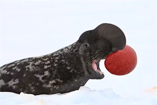 Hải cẩu Cystophora Cristata cũng là loài động vật thích sử dụng chiếc mũi của mình để thu hút bạn tình. Ảnh: ongbachau.