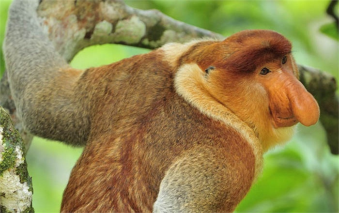 Có những chú khỉ đực mũi vòi có chiếc mũi dài tới 18cm. Chiếc mũi này chính là công cụ để chúng thu hút bạn tình. Ảnh: tinmoitruong.