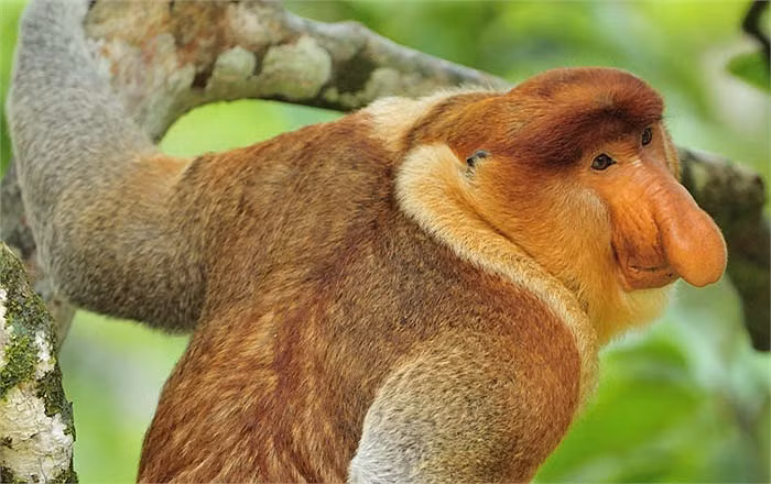 Có những chú khỉ đực mũi vòi có chiếc mũi dài tới 18cm. Chiếc mũi này chính là công cụ để chúng thu hút bạn tình. Ảnh: tinmoitruong.