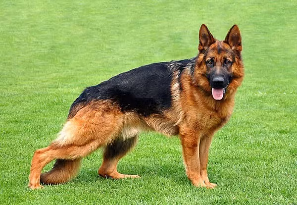 Chu cho thu 2 tren The gioi nhiem Covid-19