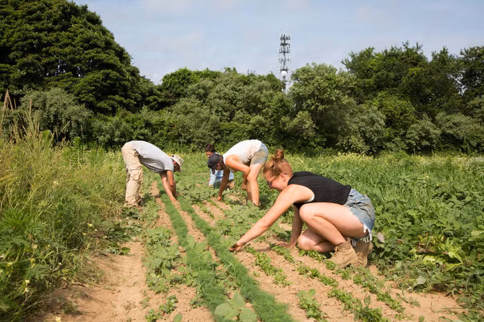 Đôi khi ông không ăn gì trong vòng hai ngày và thậm chí có lần cả tuần. Ông có thể chấm dứt việc nhịn ăn bằng rau và nước. Jobs thường dành những ngày cuối tuần của mình ở cộng đồng All One Farm. Các nhà sư từ đền Hare Krishna sẽ đến thăm và làm những bữa cơm chay với rau thì là, rau mùi và nghệ.