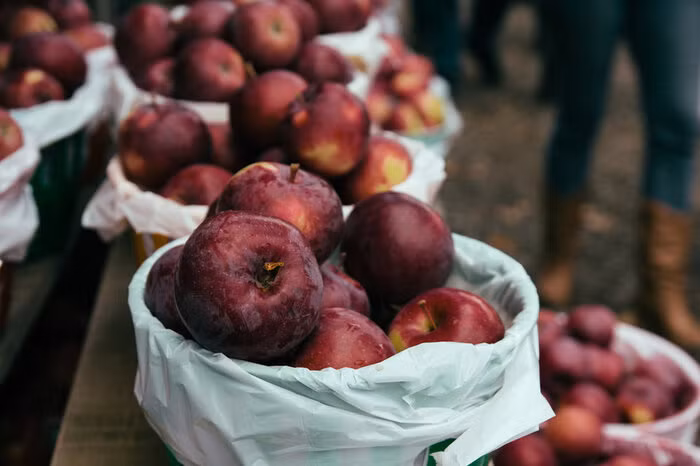 Khi trưởng thành, Jobs vẫn giữ thói quen ăn uống hồi sinh viên. Ông ăn cùng một món cả tuần liền, ví dụ như táo hoặc salad cà rốt kèm tranh và sau đó ngừng lại món đó hoàn toàn, hoặc nhịn ăn.