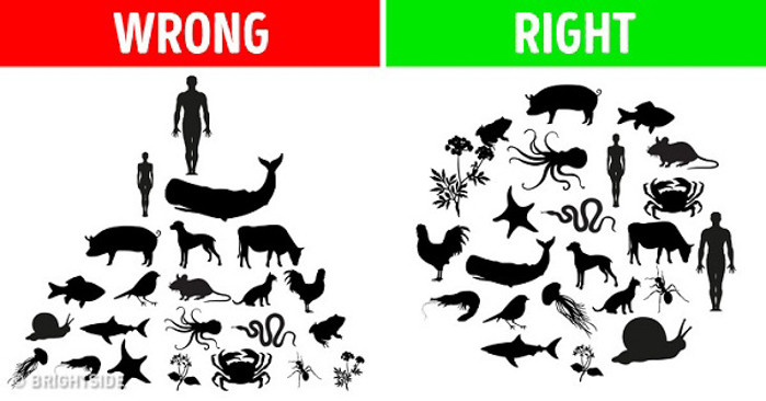 Con người không đứng trên đỉnh chuỗi thức ăn. Dựa trên hành vi ăn uống của con người, chúng ta không xếp hạng cao hơn cá cơm hoặc lợn. Ở trên đỉnh, một con vật chỉ tiêu thụ thịt của những kẻ săn mồi khác, điều này chắc chắn không xảy ra đối với con người, những người ăn hỗn hợp thực vật và thịt không thể đứng đầu.