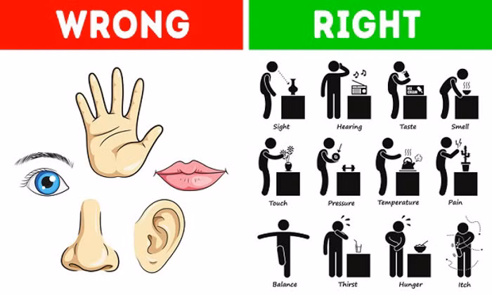 Từ nhỏ, chúng ta được dạy rằng, con người chỉ có 5 giác quan cơ bản, tuy nhiên đây lại là một quan điểm sai lầm. Nếu giác quan là một cách của bộ não để có được thông tin về thế giới thì hơn 5 loại có thể được đặt tên. Đói, khát, đau thường được đặt tên là các giác quan khi chúng cung cấp thông tin về trạng thái cơ thể.