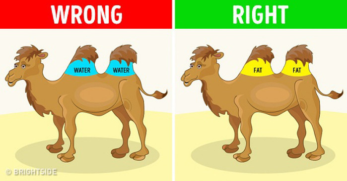 M&#x1d;ọi người thường nghĩ lạc đà có thể sống vài ngày bởi lượng nước dự trữ trong bướu. Thực chất, bướu được sử dụng để lưu trữ mô mỡ, không phải nước. Mô này cung cấp cho lạc đà năng lượng trong vài ngày vì thức ăn khan hiếm trên sa mạc. Nơi giữ nước trong cơ thể của một con lạc đà lại là thận và ruột của nó.