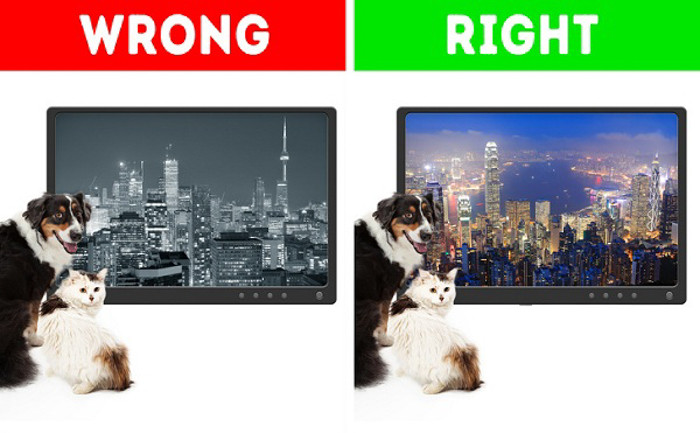 Chó mèo chỉ nhìn thấy màu đen trắng. Sau một thí nghiệm vào năm 1915, các nhà nghiên cứu thất bại trong việc dạy mèo phân biệt giấy màu và màu xám. Các thí nghiệm sau đó cho thấy mèo có thể nhìn thấy màu sắc nhưng không nhìn thấy màu đỏ.