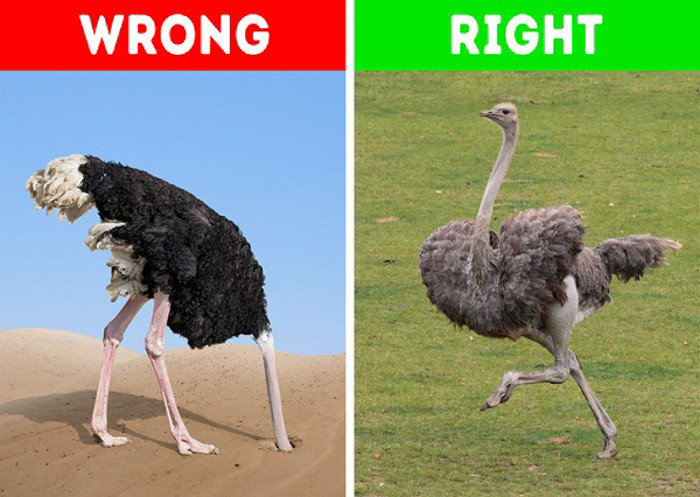 Nhiều người nghĩ rằng đà điểu gục đầu xuống cát để chạy trốn. Thực tế, khi đà điểu cảm thấy nguy hiểm, chúng cố gắng chạy trốn khỏi nó chứ không vùi xuống cát như mọi người vẫn nghĩ. Chúng chỉ gục đầu vào cát khi chúng nuốt sỏi và cát, giúp tiêu hóa hoặc khi chúng đào hố trong quá trình làm tổ và xoay trứng.