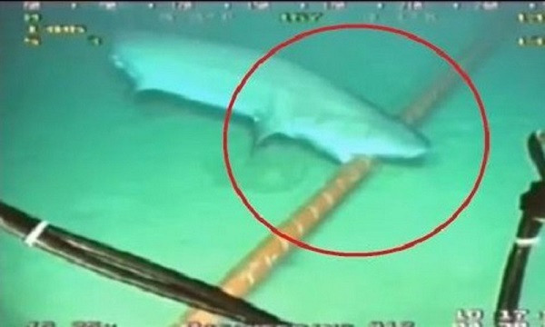 Vụ "cắn đứt" cáp quang biển đầu tiên với thủ phạm cá mập là vào năm 1985. Các nhà nghiên cứu phát hiện dấu vết của răng cá mập trên một đường cáp ngoài khơi quần đảo Canary.