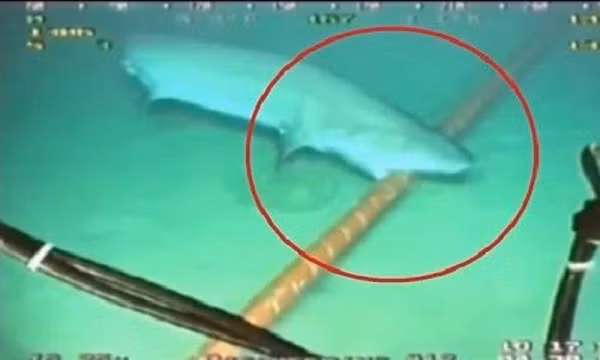 Vụ "cắn đứt" cáp quang biển đầu tiên với thủ phạm cá mập là vào năm 1985. Các nhà nghiên cứu phát hiện dấu vết của răng cá mập trên một đường cáp ngoài khơi quần đảo Canary.