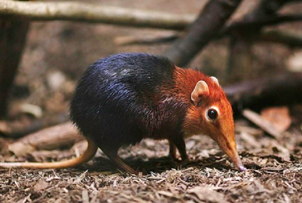 Phân bố chủ yếu ở miền Nam châu Phi, loài chuột chù mũi voi này có kích thước từ 10 - 30cm, nặng 50 - 500gr nhưng lại sở hữu cái mũi kỳ dị nhất nhì thế giới động vật.