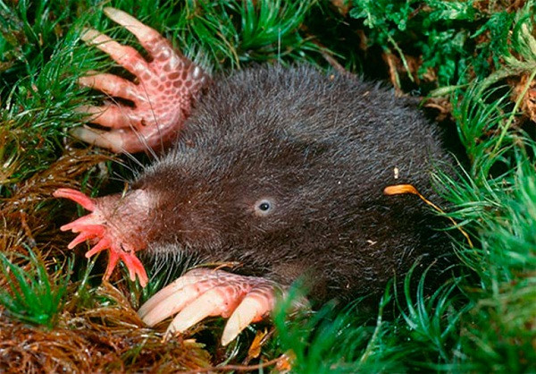  Loài động vật này sở hữu chiếc mũi kỳ dị giống như hình ngôi sao có 22 chiếc râu mềm mại nhưng lại vô cùng hữu dụng. Nó vừa giúp Zvezdonos đi lại trong hang tối, vừa giúp nó kiếm ăn nhưng nhìn cũng thật đáng sợ.