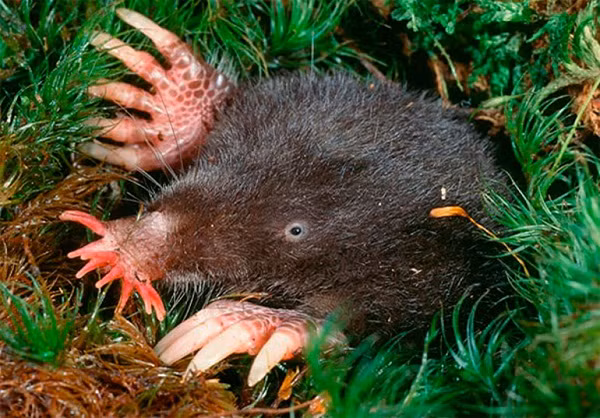  Loài động vật này sở hữu chiếc mũi kỳ dị giống như hình ngôi sao có 22 chiếc râu mềm mại nhưng lại vô cùng hữu dụng. Nó vừa giúp Zvezdonos đi lại trong hang tối, vừa giúp nó kiếm ăn nhưng nhìn cũng thật đáng sợ.