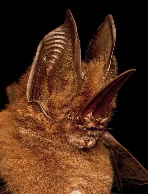 Dơi mũi kiếm có tên khoa học là Lonchorhina aurita, không chỉ có vẻ bề ngoài đáng sợ mà còn gây ám ảnh bởi chiếc mũi giống như một lưỡi kiếm dựng thẳng đứng. Tuy có hình dạng khá kỳ dị nhưng vì ăn côn trùng, nên chúng rất có ích với người nông dân.