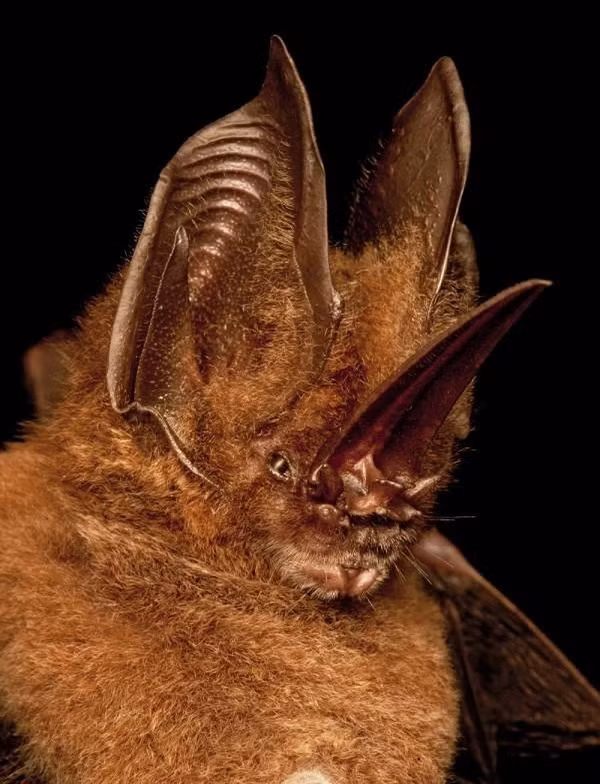Dơi mũi kiếm có tên khoa học là Lonchorhina aurita, không chỉ có vẻ bề ngoài đáng sợ mà còn gây ám ảnh bởi chiếc mũi giống như một lưỡi kiếm dựng thẳng đứng. Tuy có hình dạng khá kỳ dị nhưng vì ăn côn trùng, nên chúng rất có ích với người nông dân.