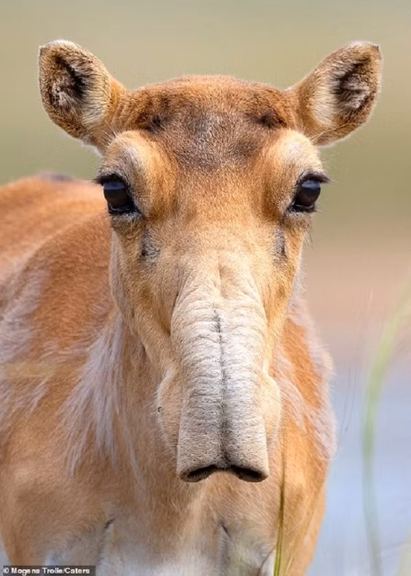 Loài linh dương này thường sinh sống ở vùng đồng bằng khô cằn vùng Trung Á. Tuy nhiên không dễ để bắt gặp chúng ngoài tự nhiên vì loài linh dương saiga này cực kỳ nhút nhát và thường chạy trốn khi phát hiện ra con người.
