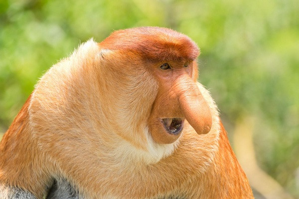Đúng như tên gọi, loài khỉ mũi dài (Proboscis Monkey) sở hữu những chiếc mũi vô cùng lớn và khác biệt, có thể dài tới 17 cm.