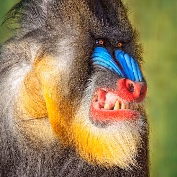 Chiếc mũi đỏ chót, tô điểm xung quanh là những mảng màu trắng khiến phần "khứu giác" của chú khỉ thêm phần nổi bật. Màu mũi của con khỉ cái thường nhạt hơn và kích thước cũng chỉ bằng một nửa so với khỉ đực.