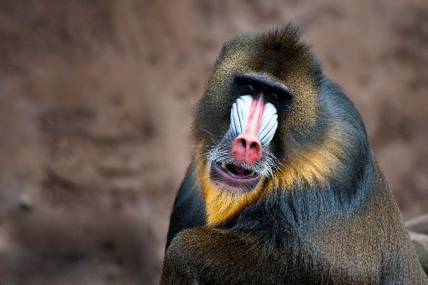 Trong khi loài khỉ đầu chó Mandrill lại gây ấn tượng với chiếc mũi nhiều màu sắc nhất trên thế giới. Đây cũng là giống khỉ đang được liệt vào danh sách những loài động vật dễ tuyệt chủng do bị săn bắt và không có môi trường sống.