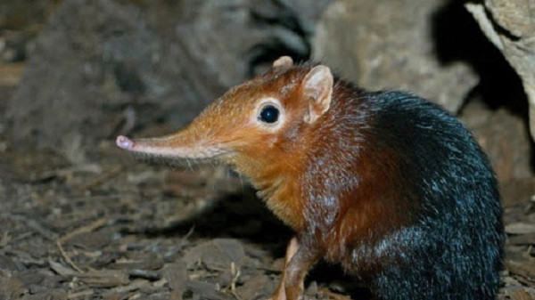 Chiếc mũi dài, nhọn giúp chuột tìm con mồi, sau đó chúng dùng lưỡi để đưa thực phẩm vào miệng, giống như loài thú ăn kiến.