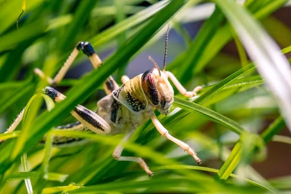 Đặc biệt, khi điều kiện thức ăn khan hiếm, chúng sẽ tạo thành một tập tính tập trung thành các đàn lớn để di chuyển, lên đến hàng trăm tỷ con. Chúng có thể di cư rất xa, bay đến 150km/ngày, và bay ở độ cao dưới 2.000m so với mực nước biển.