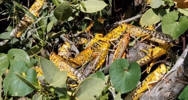 Từ đầu tháng 1 đến tháng 2 vừa qua, châu chấu sa mạc phát triển nhanh bất thường tại một số quốc gia như Ai Cập, Saudi Arabia, Yemen, Pakistan, Ấn Độ. Bắt nguồn từ tháng 5/2019 ở khu vực các nước Trung Đông, Châu chấu sa mạc là mối đe dọa rất lớn cho sản xuất nông nghiệp và an ninh lương thực thế giới.