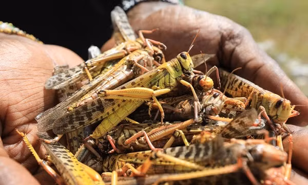 Trong thời gian này Việt Nam vẫn đang theo dõi sát tình hình và các cảnh báo về hướng di chuyển và gây hại của châu chấu sa mạc. Đồng thời sẽ sử dụng máy bay phun thuốc bảo vệ thực vật trong trường hợp dịch trên diện rộng. Châu chấu sa mạc đang là mối đe doạ cho ngành nông nghiệp của các nước.