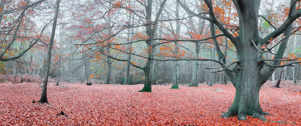 Phiên bản trên di động của app này cũng có nhiều tính năng tương tự như Lightroom như điều chỉnh phơi sáng, tương phản, các lựa chọn chỉnh màu sắc. Tuy nhiên đã loại bỏ một số công cụ chuyên nghiệp cùng khả năng đồng bộ dữ liệu đám mây.