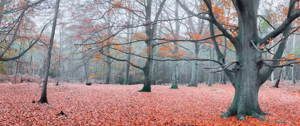 Phiên bản trên di động của app này cũng có nhiều tính năng tương tự như Lightroom như điều chỉnh phơi sáng, tương phản, các lựa chọn chỉnh màu sắc. Tuy nhiên đã loại bỏ một số công cụ chuyên nghiệp cùng khả năng đồng bộ dữ liệu đám mây.