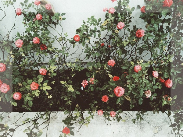 PicsArt là một trong số những ứng dụng chỉnh ảnh trên điện thoại được tải về nhiều nhất. Với PicsArt, người dùng sẽ có đầy đủ công cụ chỉnh sửa từ cơ bản cho tới các loại hiệu ứng phức tạp.