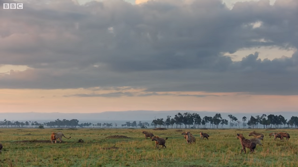Bầy linh cẩu đã phát hiện ra chú sư tử này và ngay lập tức tiến hành tập kích