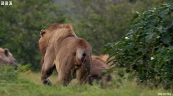 Nghe thấy tiếng gầm, người anh em của Red đã nhanh chóng chạy tới cứu nguy sư tử khỏi bầy linh cẩu hung hãn.