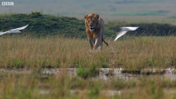 Vào phút chót, vị cứu tinh của sư tử Red đã xuất hiện.