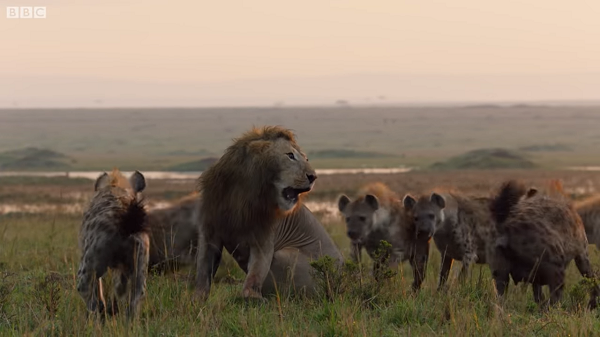 Linh cẩu nổi tiếng là một trong những loài động vật ăn thịt tham lam nhất trên cạn, có thể giết chết các loài vật to lớn như ngựa vằn, linh dương đầu bò, trâu rừng, thậm chí cả sư tử.