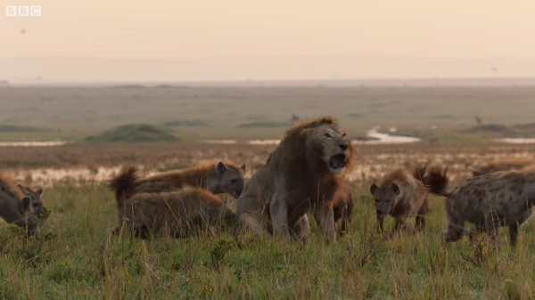 Cuộc chiến giữa chúa tể sơn lâm và bầy linh cẩu khát máu ngày càng khốc liệt. Trong khi sư tử Red gầm gừ dọa nạt, bầy linh cẩu dường như ''cậy đông'' không hề tỏ ra sợ hãi.