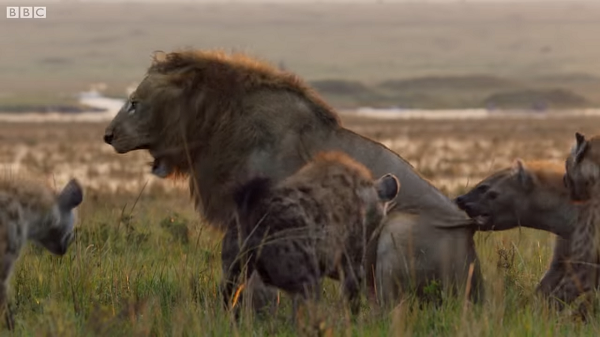 Bầy linh cẩu khoảng 20 con đầy hung hãn bắt đầu tấn công sư tử. Chúng chủ động xông tới, liên tục cắn xé sư tử, nỗ lực khiến sư tử gục ngã.