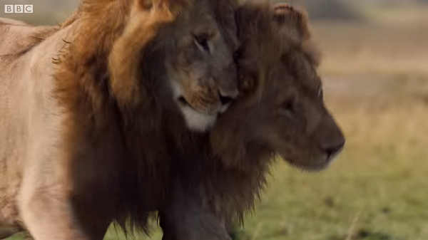 Cả hai đã hợp sức đánh đuổi đàn linh cẩu. Xong trận chiến Red thở phào, cọ đầu vào người anh em như một lời cảm ơn