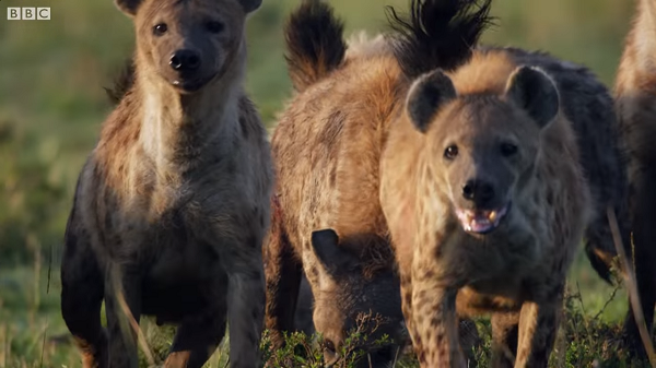 Thật không may, chúa tể sơn lâm lạc vào lãnh địa của bầy linh cẩu khát máu.