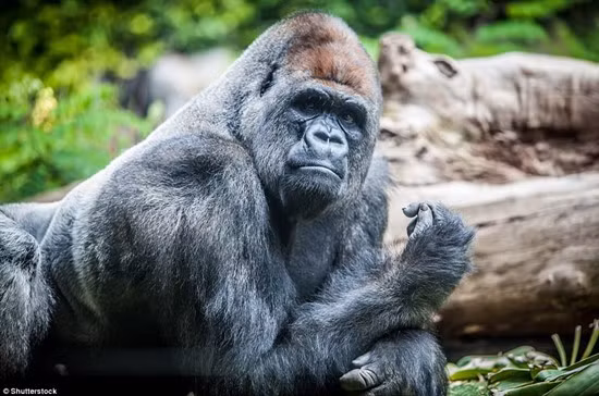 Khỉ đột núi – Mountain gorillas. Giống loài này đã từng được dự đoán sẽ biến mất trên Trái Đất chúng ta vào cuối thế kỷ 20. Hiện nay số lượng cá thể loại khỉ đột núi này chỉ còn khoảng dưới 900, một mức khá thấp. Các nhà hoạt động vì động vật đang ngày càng cố gắng để bảo vệ giống loài này khỏi sự de dọa từ con người.