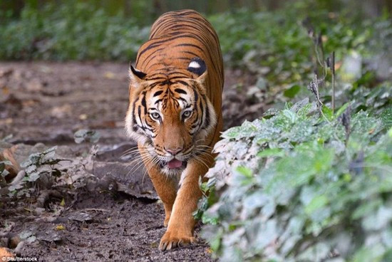 Hổ Malay (250-340 cá thể): Hổ Malaya chỉ sống trong rừng nhiệt đới ở bán đảo Malay và mũi phía nam Thái Lan. Con trưởng thành có thể nặng tới 120 kg.