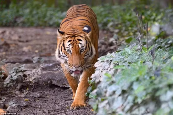 Hổ Malay (250-340 cá thể): Hổ Malaya chỉ sống trong rừng nhiệt đới ở bán đảo Malay và mũi phía nam Thái Lan. Con trưởng thành có thể nặng tới 120 kg.