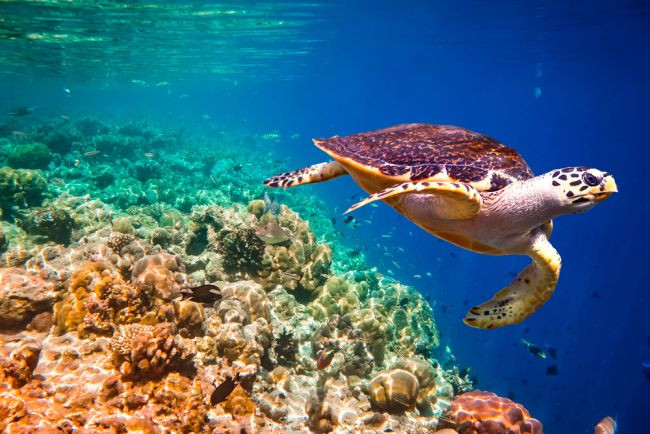 Đồi mồi (rùa biển hawksbill) Sinh sống ở các vùng biển nhiệt đới trên toàn thế giới, rùa đồi mồi đang gặp nguy hiểm dẫn đến tuyệt chủng, do chính con người hay săn bắn chúng để lấy mai rùa. Trong hơn 1 thế kỷ vừa qua, số lượng loài này đã giảm tới 80%, mặc dù đã có không ít nỗ lực của các tổ chức, thành lập công ước Quốc tế về buôn bán các loài động vật hoang dã có nguy cơ tuyệt chủng.