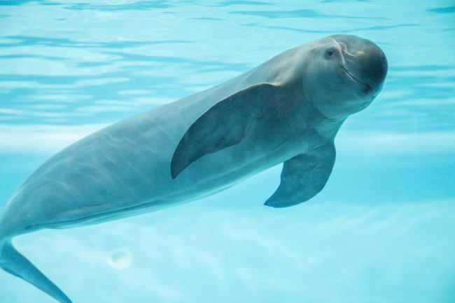 Vaquita là một loài cá heo đặc hữu của Vịnh California. Với số lượng chỉ còn 10 cá thể, Vaquita là động vật có vú dưới biển hiếm nhất thế giới. Chỉ được phát hiện vào năm 1958, chúng hiện đang trên bờ vực tuyệt chủng do đánh bắt cá bất hợp pháp - cứ năm con cá heo Vaquita thì có một con chết trong lưới đánh cá. WWF đang làm việc để cải thiện các kỹ thuật đánh bắt cá và đã kêu gọi lệnh cấm đối với nghề đánh cá bằng lưới.