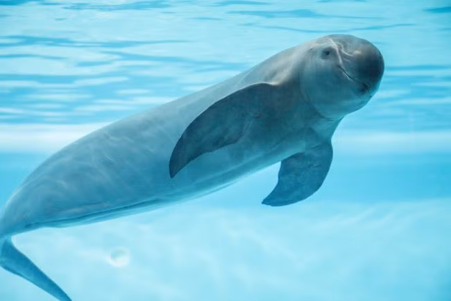 Vaquita là một loài cá heo đặc hữu của Vịnh California. Với số lượng chỉ còn 10 cá thể, Vaquita là động vật có vú dưới biển hiếm nhất thế giới. Chỉ được phát hiện vào năm 1958, chúng hiện đang trên bờ vực tuyệt chủng do đánh bắt cá bất hợp pháp - cứ năm con cá heo Vaquita thì có một con chết trong lưới đánh cá. WWF đang làm việc để cải thiện các kỹ thuật đánh bắt cá và đã kêu gọi lệnh cấm đối với nghề đánh cá bằng lưới.