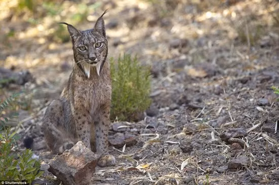 Linh miêu Iberia (404 cá thể): Đây là một trong những loài họ nhà mèo đang bị đe dọa nghiêm trọng nhất trên thế giới. Linh miêu Iberia có chân dài, đuôi ngắn, sống rải rác ở bán đảo Iberia, khu vực tiếp giáp Tây Ban Nha và Bồ Đào Nha.
