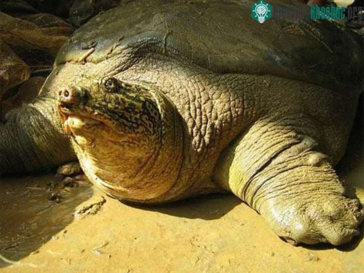 Các bức ảnh chụp được ngày 20/8 càng khẳng định thêm khả năng tồn tại ít nhất 2 cá thể rùa Hoàn Kiếm tại đây.