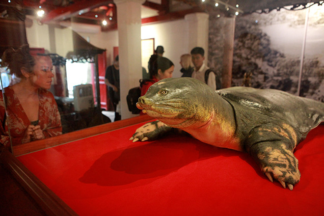 Rùa Hồ Gươm chậm chạp, hiền lành, thường sống ở những sông hồ sâu, nước chảy yếu. Khi trời nóng thường hay ngóc cổ lên khỏi mặt nước để thở. Mùa đông thỉnh thoảng phơi nắng.