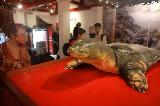 Rùa Hồ Gươm chậm chạp, hiền lành, thường sống ở những sông hồ sâu, nước chảy yếu. Khi trời nóng thường hay ngóc cổ lên khỏi mặt nước để thở. Mùa đông thỉnh thoảng phơi nắng.